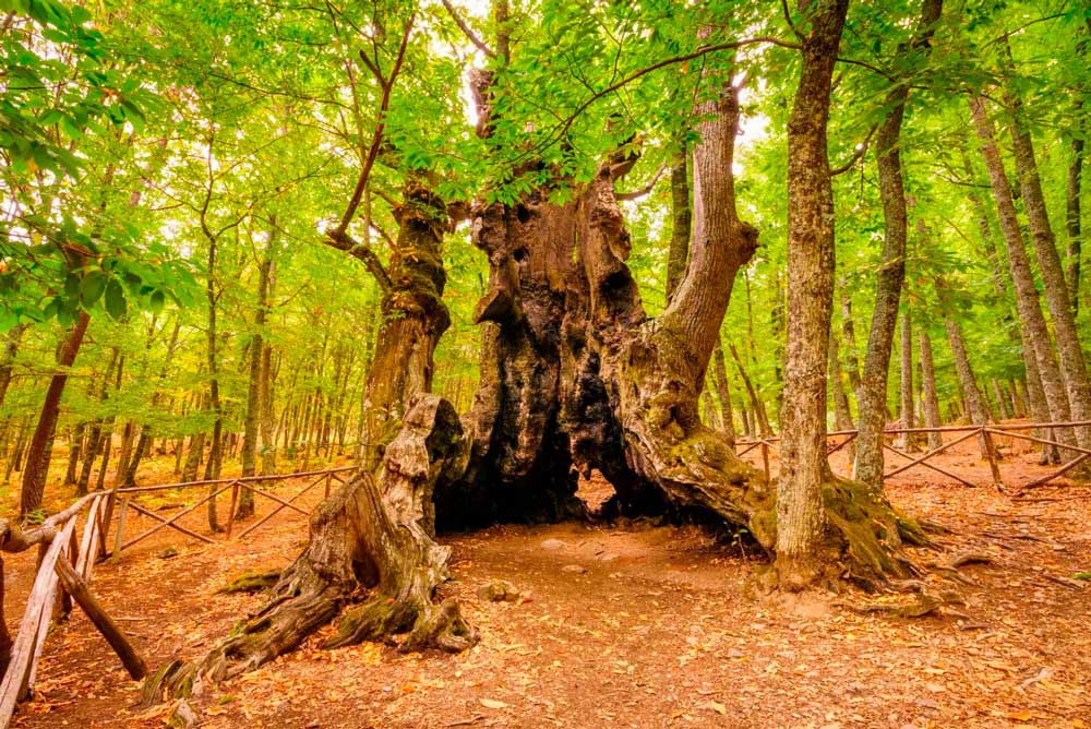 Il Castañar del Tiemblo, una foresta secolare di castagni con esemplari di oltre 500 anni