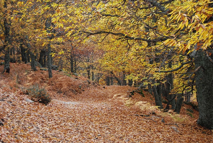 Il Castañar del Tiemblo, una foresta secolare di castagni con esemplari di oltre 500 anni