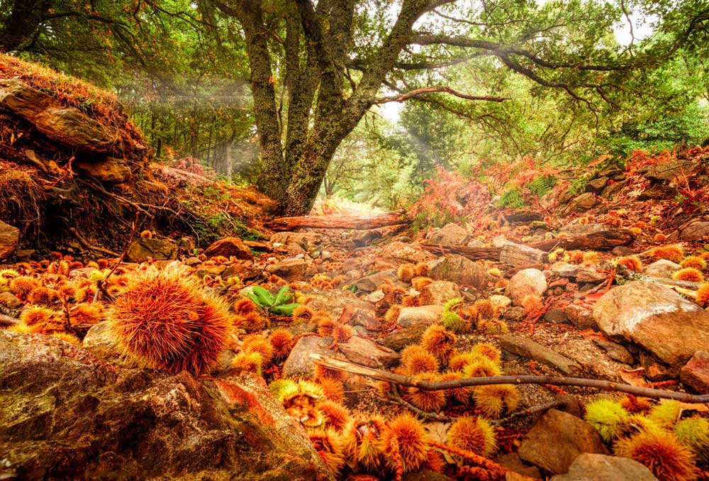 Il Castañar del Tiemblo, una foresta secolare di castagni con esemplari di oltre 500 anni